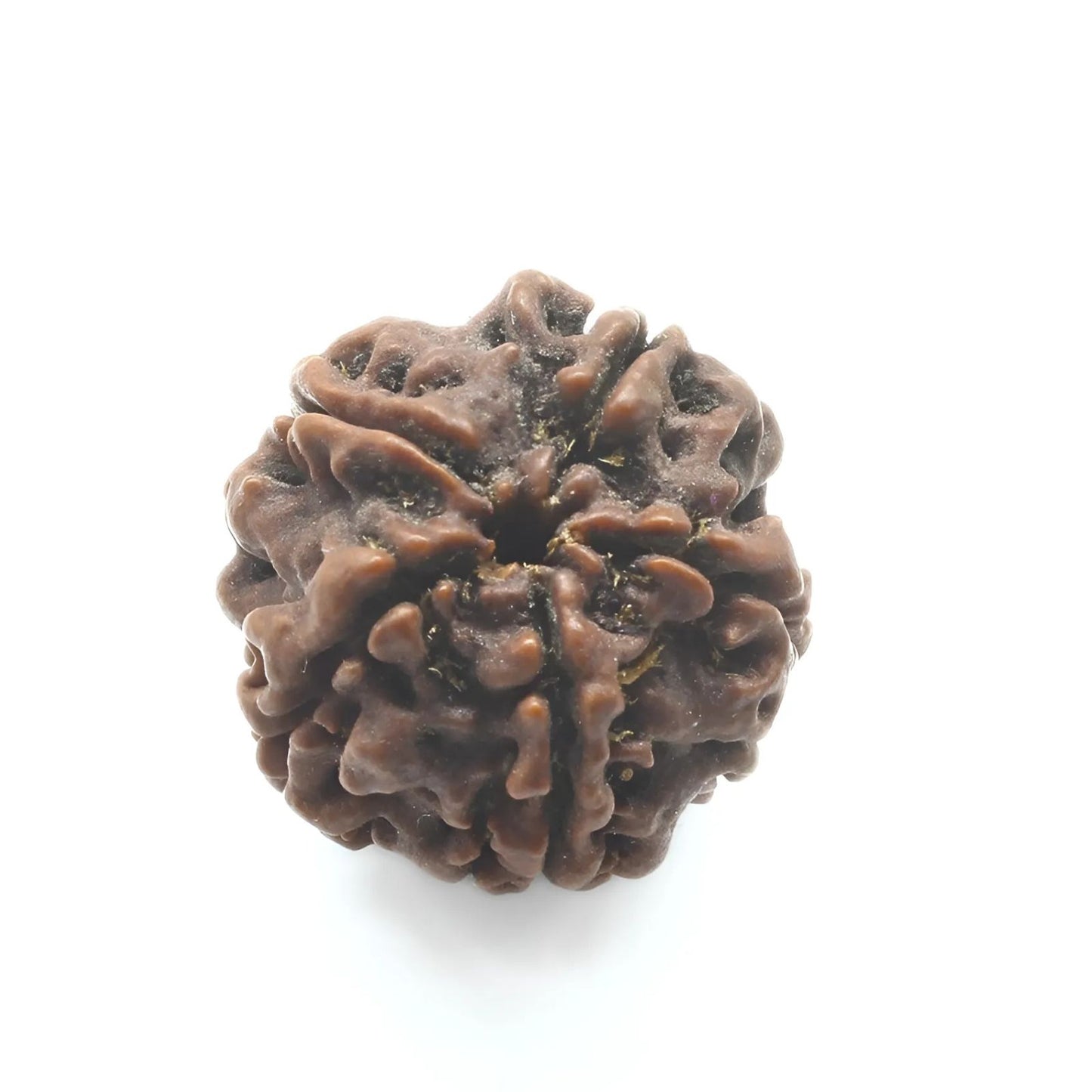5 Mukhi Five Face Natural Real Rudraksha Seed