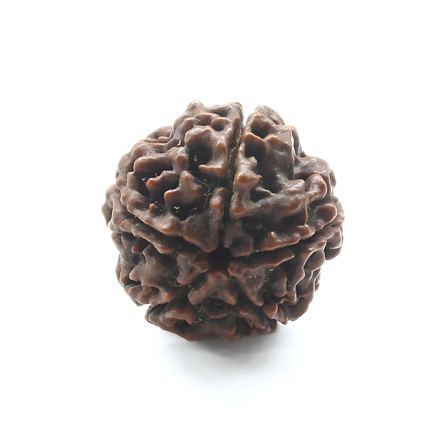 5 Mukhi Five Face Natural Real Rudraksha Seed