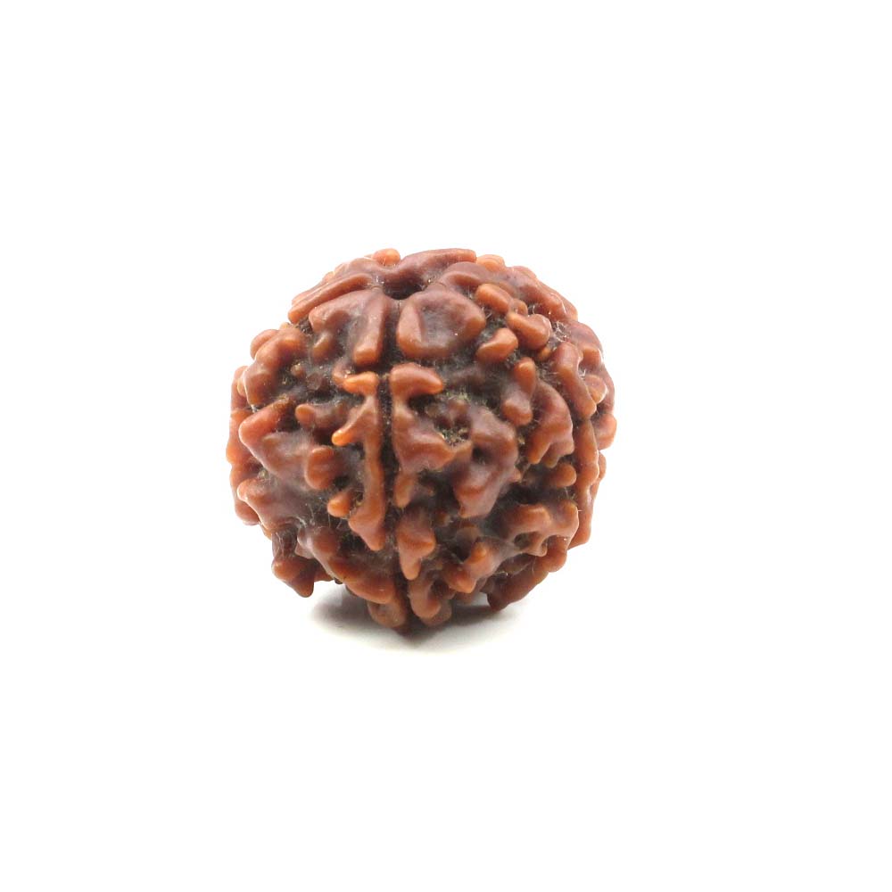 Certified 5 Mukhi Real Rudraksha