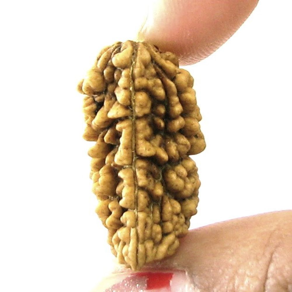 EK-MUKHI-1-ONE-Face-Natural-Real-Rudraksha-Shiva-Religous-Gift