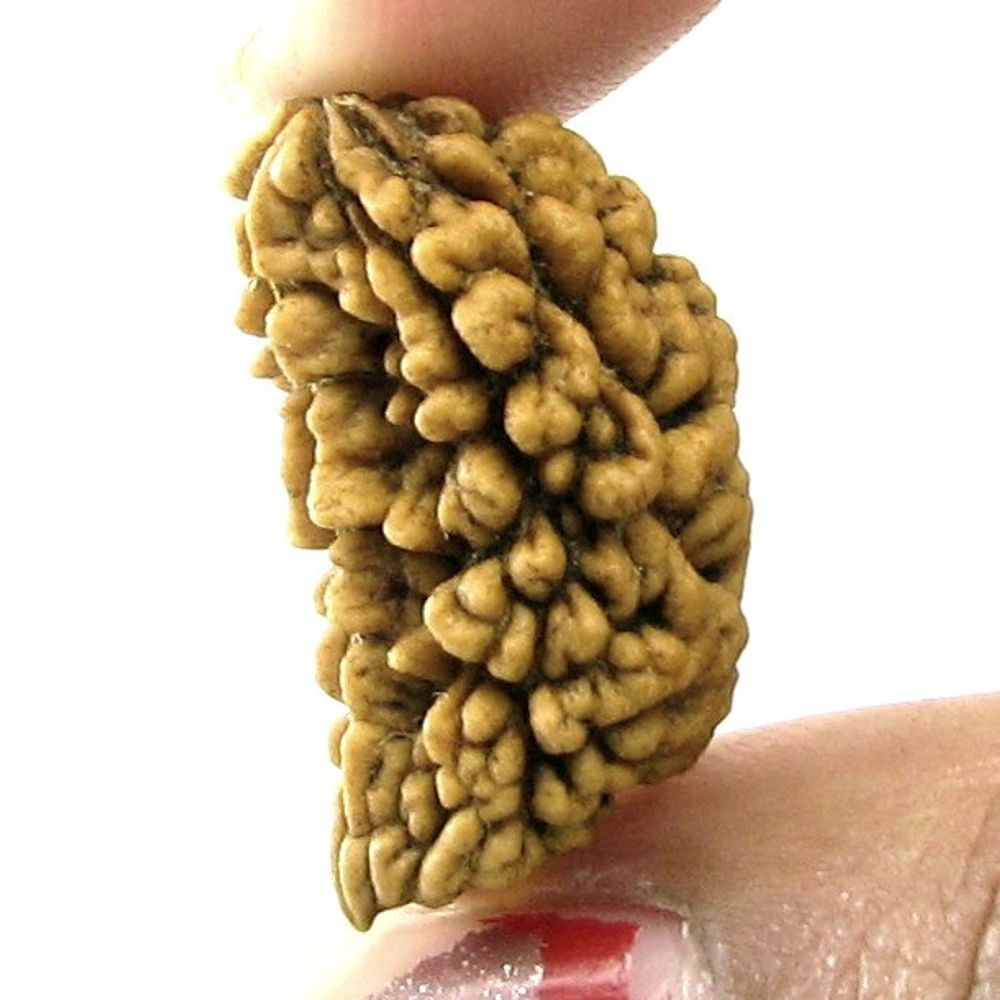 EK MUKHI 1 ONE Face Natural Real Rudraksha