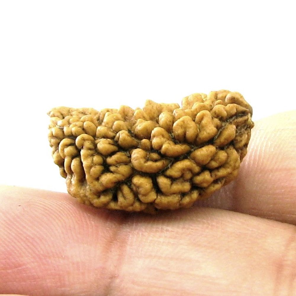 EK MUKHI 1 ONE Face Natural Real Rudraksha