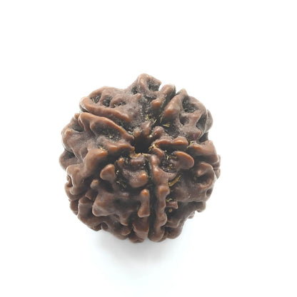 5 Mukhi Five Face Natural Real Rudraksha Seed