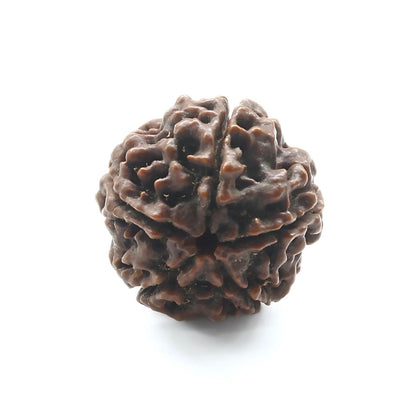 5 Mukhi Five Face Natural Real Rudraksha Seed