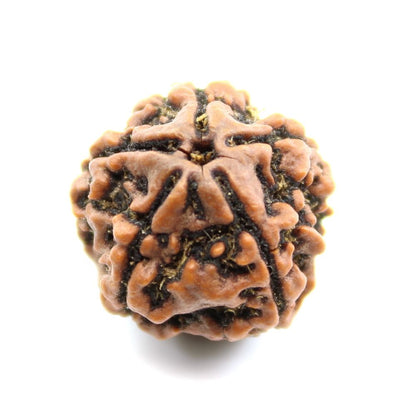 certified-5-mukhi-five-face-natural-real-rudraksha-seed-5922