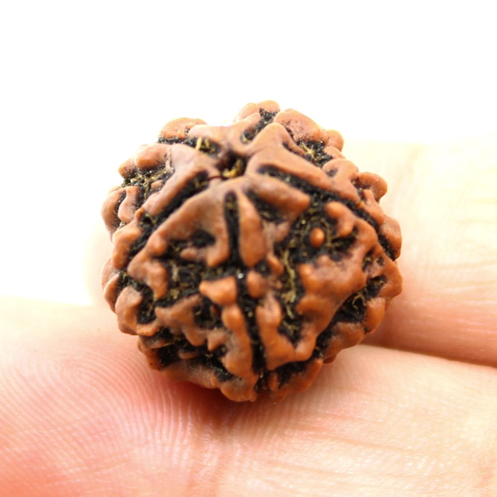 Certified 5 Mukhi Natural Real Rudraksha