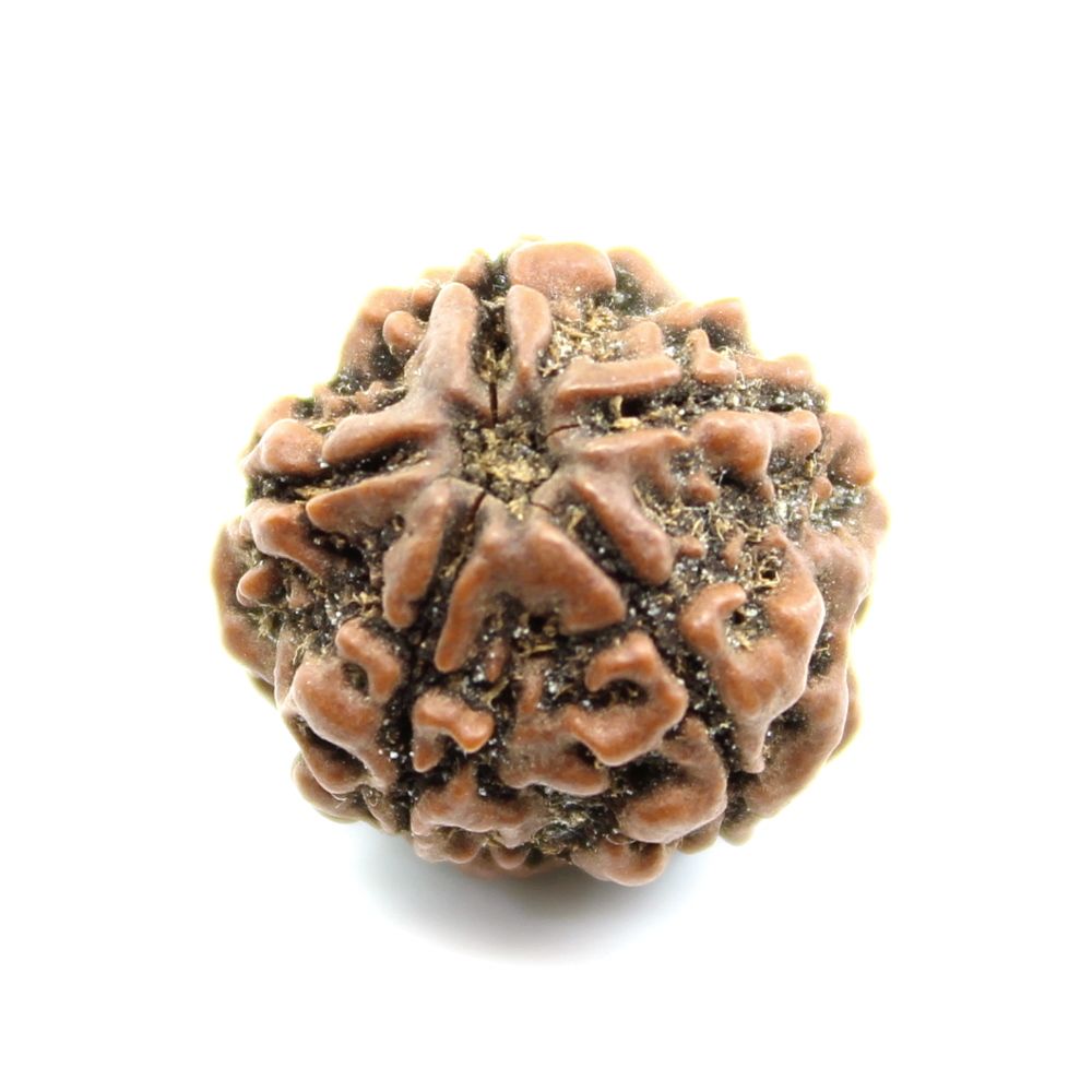 certified-5-mukhi-five-face-natural-real-rudraksha-seed-5923