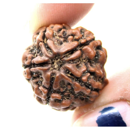 Certified Real Rudraksha 5 Mukhi Shiva Gift