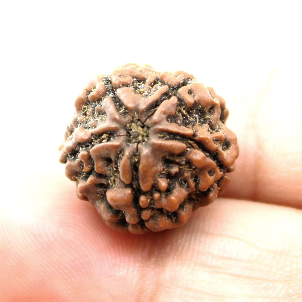 Certified Real Rudraksha 5 Mukhi Shiva Gift