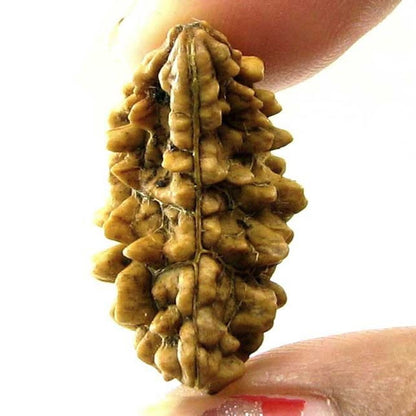 EK-MUKHI-1-ONE-Face-Natural-Real-Rudraksha-Shiva-Religous-Gift