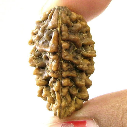 EK-MUKHI-1-ONE-Face-Natural-Real-Rudraksha-Shiva-Religous-Gift