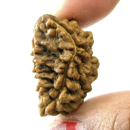 EK MUKHI 1 Natural Real Rudraksha