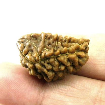 EK MUKHI 1 Natural Real Rudraksha