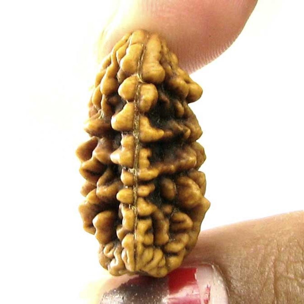 EK-MUKHI-1-ONE-Face-Natural-Real-Rudraksha-Shiva-Religous-Gift