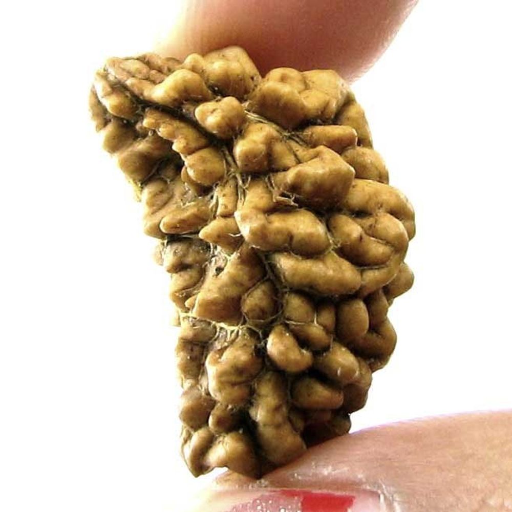 EK MUKHI Real Rudraksha