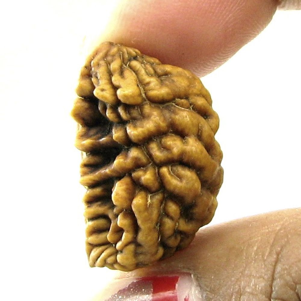 EK MUKHI Real Rudraksha Shiva Gift