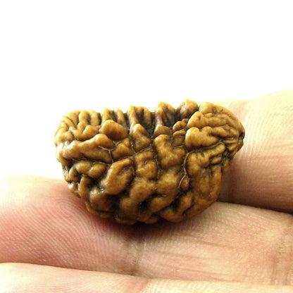 EK MUKHI Real Rudraksha Shiva Gift