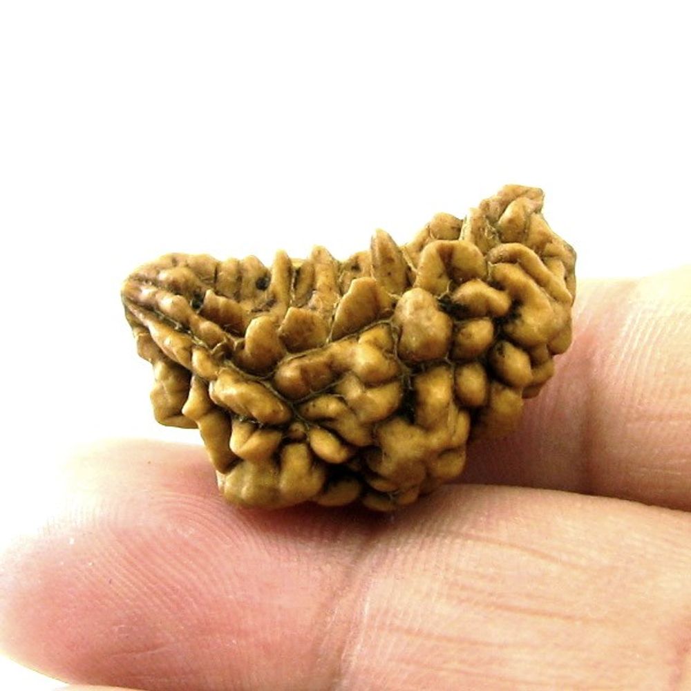 EK MUKHI Real Rudraksha