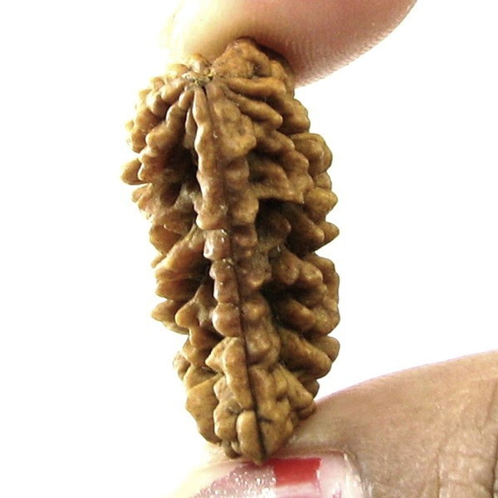 EK-MUKHI-1-ONE-Face-Natural-Real-Rudraksha-Shiva-Religous-Gift