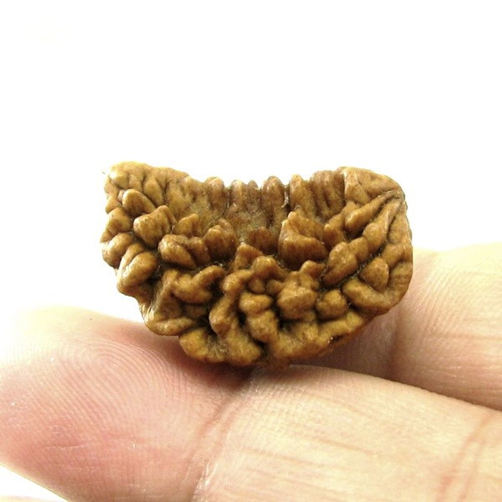 Real Rudraksha 1 Mukhi Shiva Gift