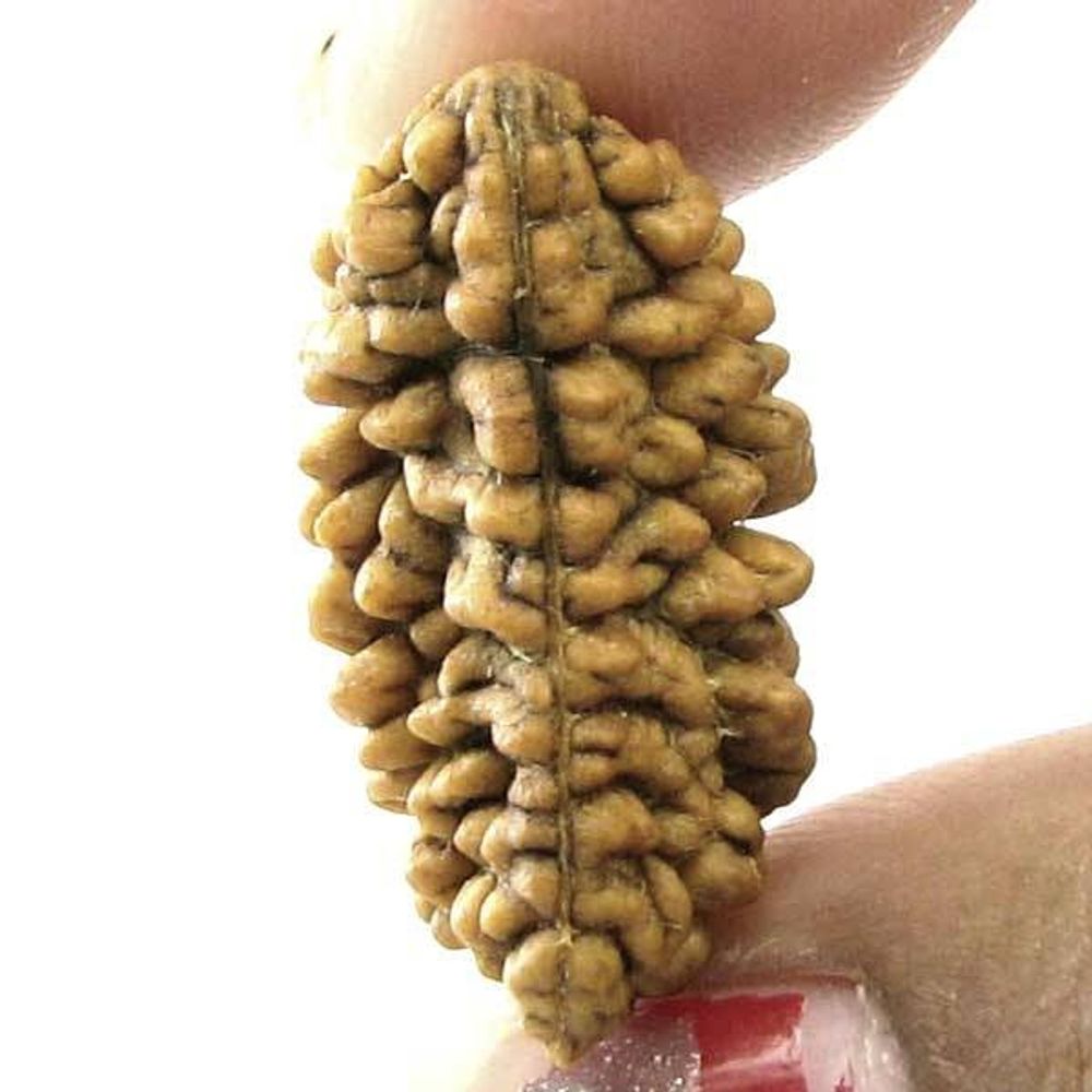 EK-MUKHI-1-ONE-Face-Natural-Real-Rudraksha-Shiva-Religous-Gift