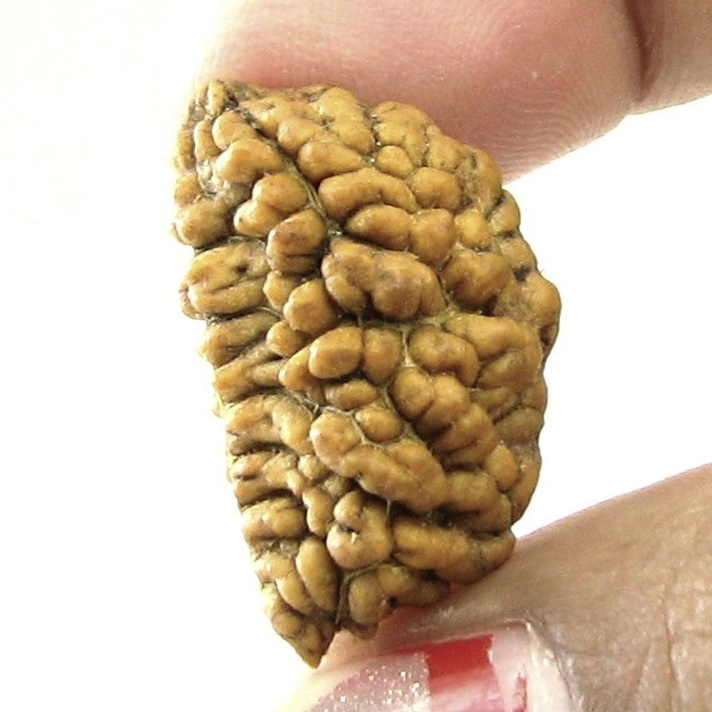 Real Rudraksha 1 Mukhi Shiva Gift