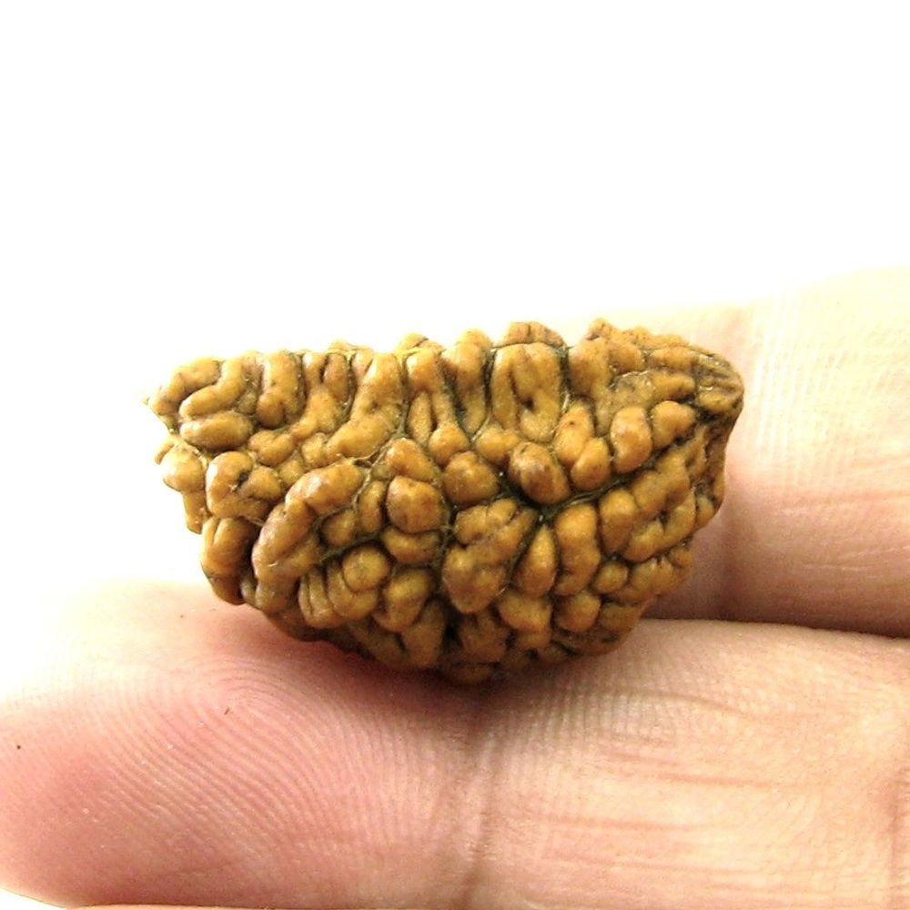 EK MUKHI Real Rudraksha