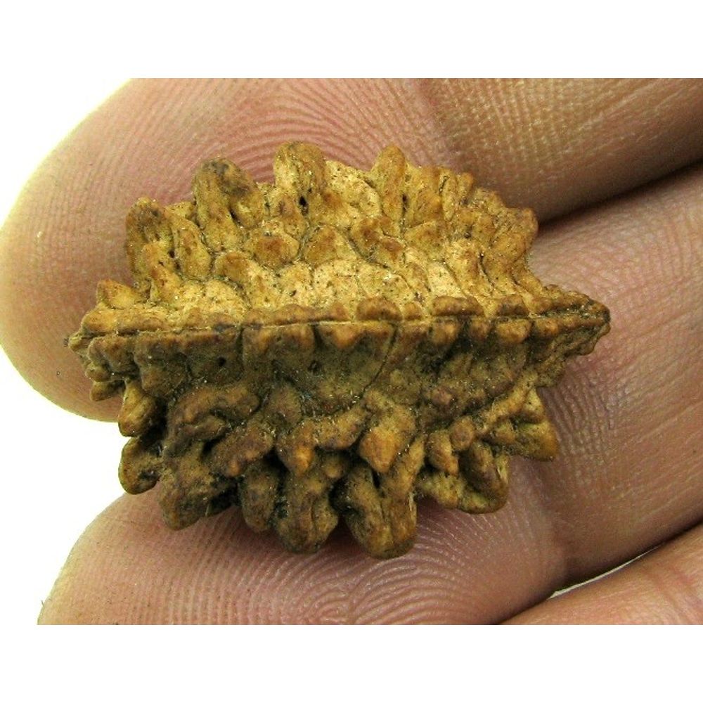 2-Mukhi-Two-Face-Natural-Real-Rudraksha-Pure-Seed